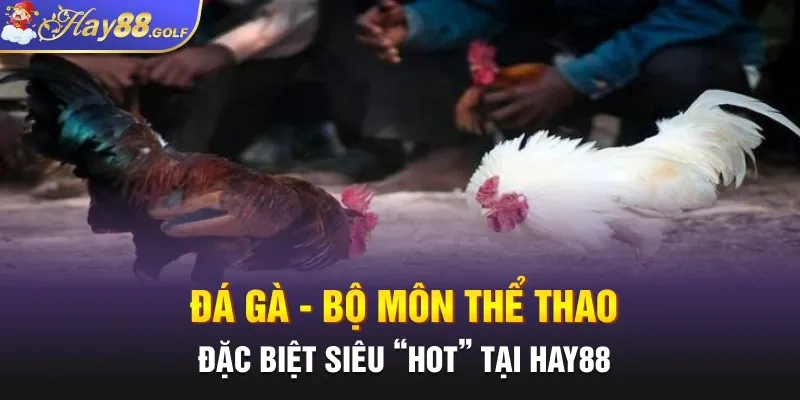 Đá gà - Bộ môn thể thao đặc biệt siêu “hot” tại Hay88