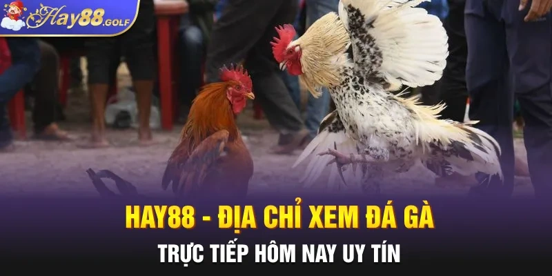 Hay88 - Địa chỉ xem đá gà trực tiếp hôm nay uy tín