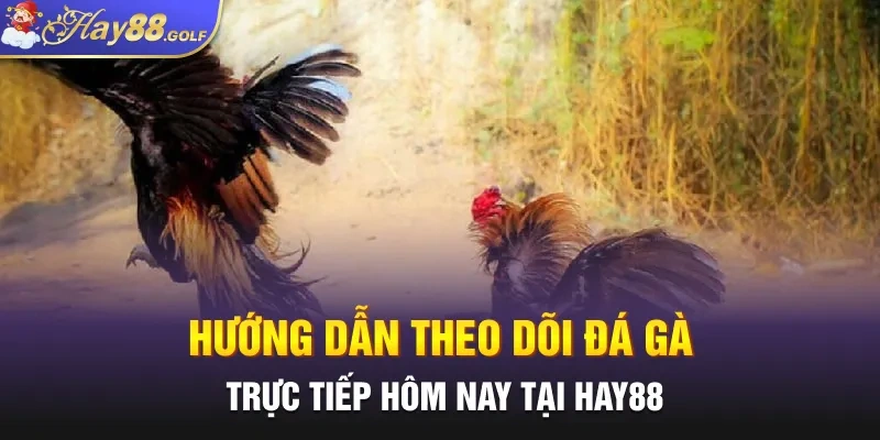 Hướng dẫn theo dõi đá gà trực tiếp hôm nay tại Hay88